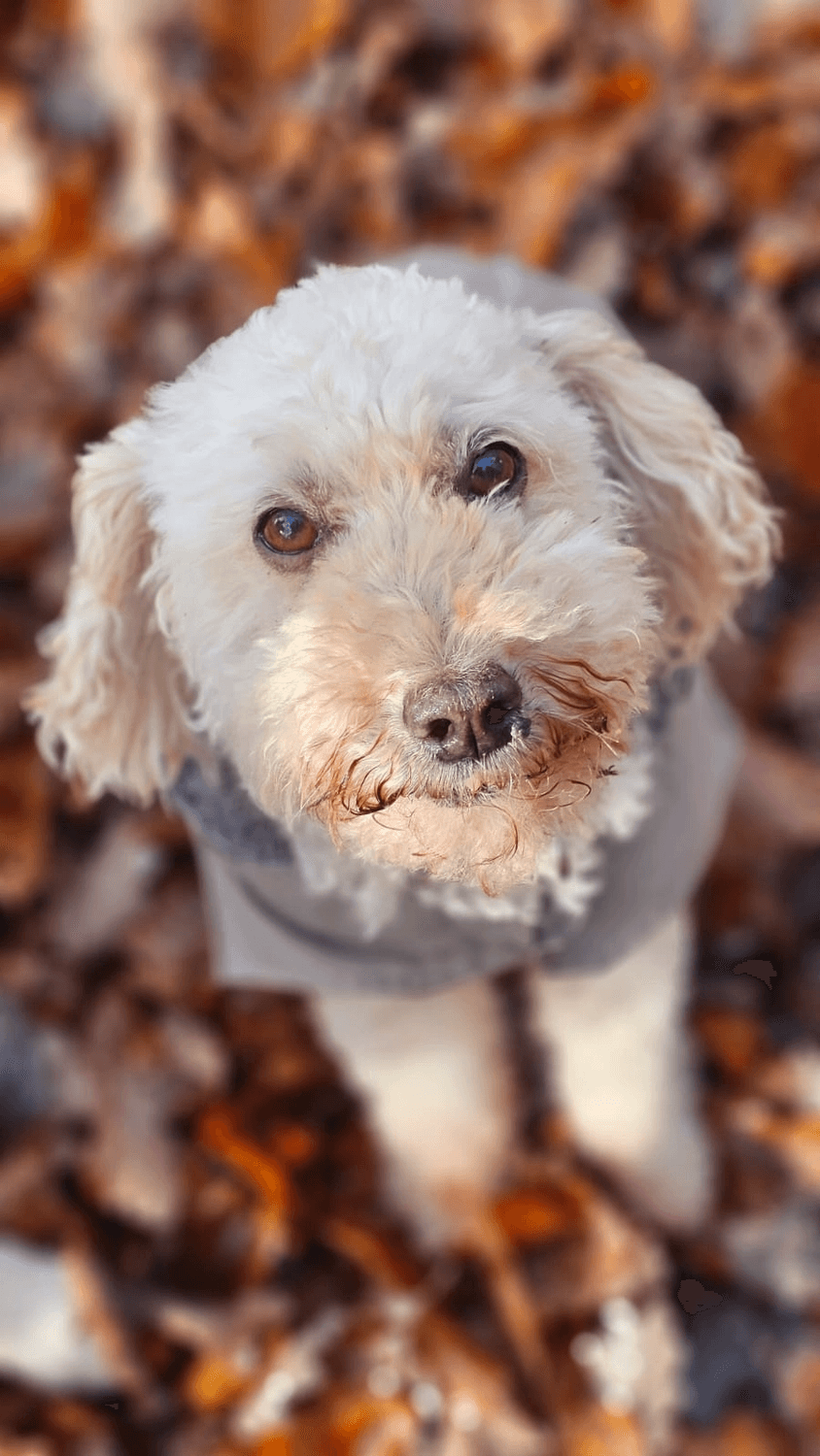 Weißer, lockiger Hund im Porträt zwischen Herbstlaub