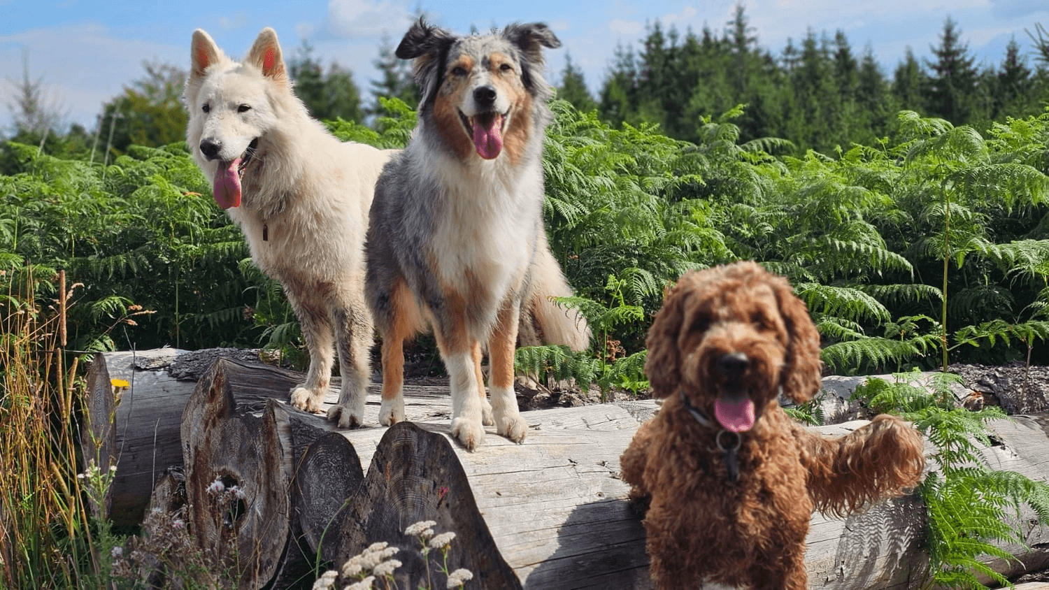 Drei Hunde sitzen gemeinsam auf einem Baumstamm in einem sonnigen Farnwald