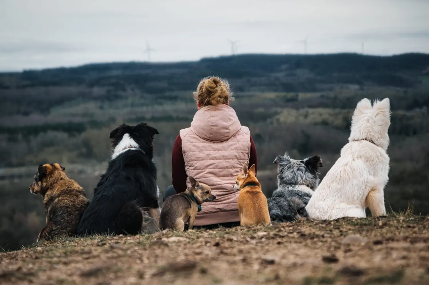 Hunde - Selinas Rudelharmonie